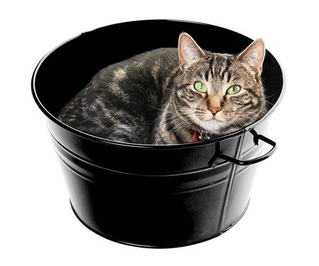 A content, male, tabby with gorgeous green eyes, curled up in a tub.  Shot on white background.の写真素材