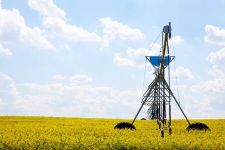 A pivot watering system in a blooming field of canola.の写真素材