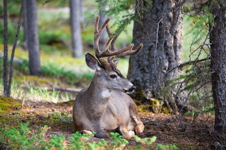 An eight-point buck, white-tail deer with velvet still on his rack.  Found resting in world renown Banff National Park.の写真素材