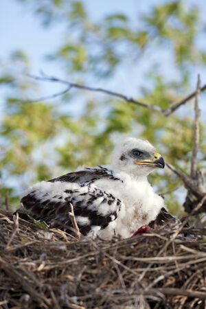 Young Ferruginous hawk chick in the nest, his flight feathers just beginning to grow.  Raw remains...