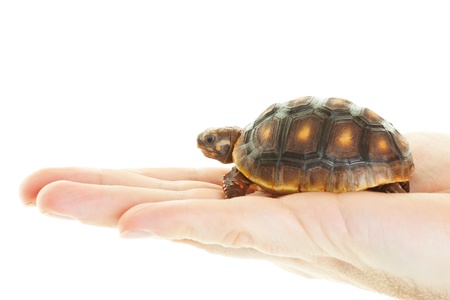 A 4 year-old Red Footed Tortoise in a man