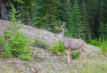 An eight-point buck, white-tail deer with velvet still on his rack   A bird sits on his back, the two residing peacefully together in world renown Banff National Park のeditorial素材