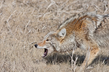 A fierce, snarling coyote with mouth open and hackles up.  Near Radium Hot Springs, British Columbia, Canada.の写真素材