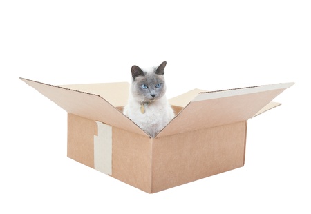 A Lilac Point Siamese sitting in a box   Shot on white background の写真素材