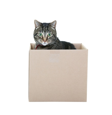 A male black and gray tabby occupying a cardboard box   Shot on white background の写真素材