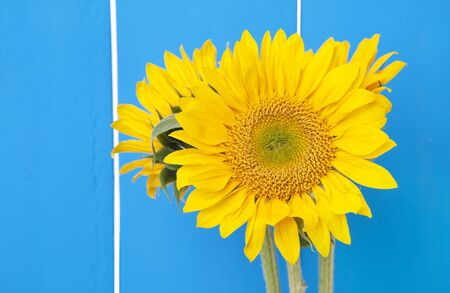 Sunflowers against a bright blue fence の写真素材