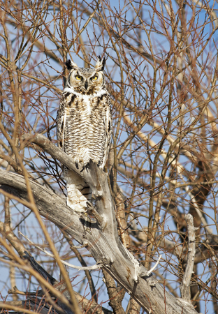 A Great Horned Owl camouflaged in winterの写真素材