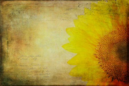 Sunflower with a vintage textured and distressed look.の写真素材