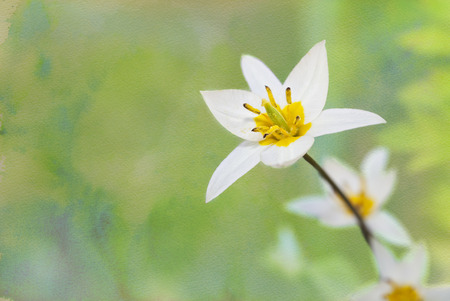 A watercolor background of an early white species tulip.の写真素材