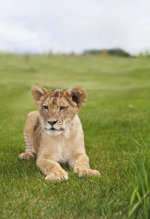 A young lion cub laying in the grass.の写真素材