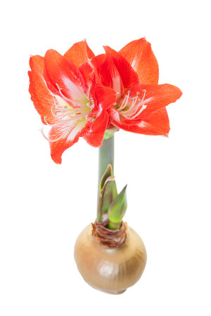 A waxed amaryllis, also known as a waterless amaryllis, is a bulb that has been waxed in a pleasing...
