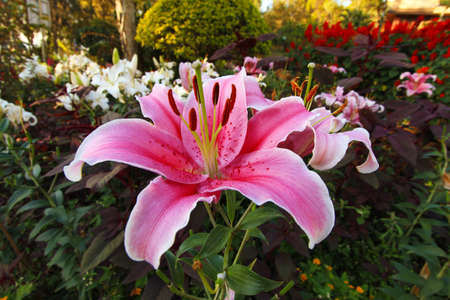 pink lilyの写真素材