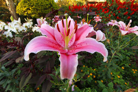 pink lilyの写真素材