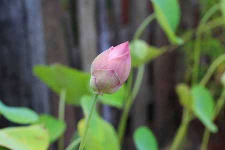 lotusの写真素材