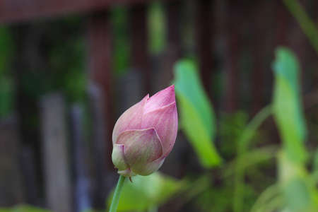 lotusの写真素材