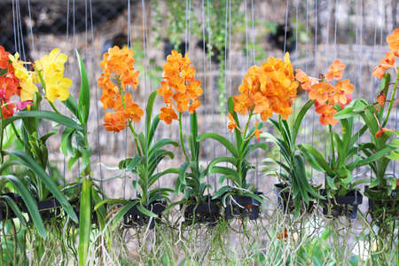 orchidの写真素材