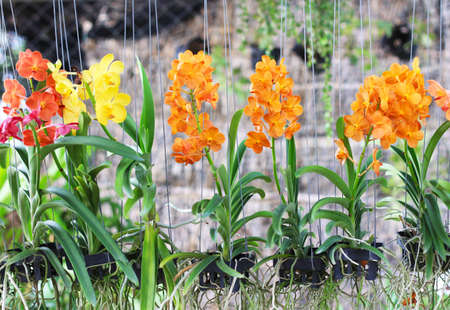 orchidの写真素材