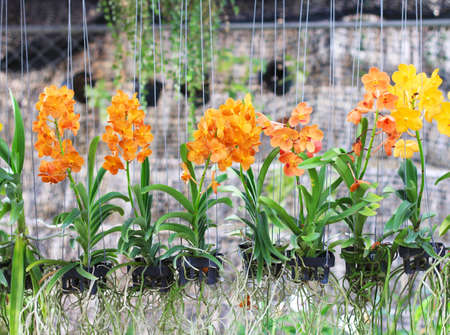 orchidの写真素材