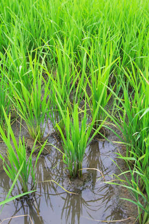 rice farm in countryside Thailandの写真素材