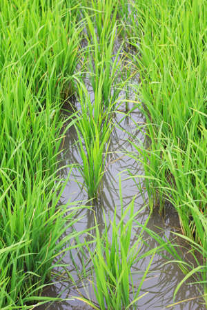 rice farm in countryside Thailandの写真素材