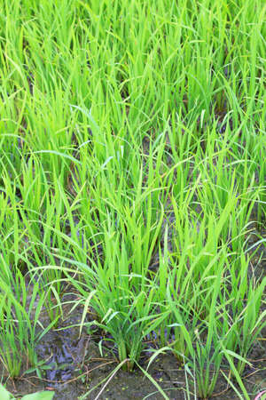 rice farm in countryside Thailandの写真素材