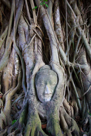 head of buddha statue in tree root Ayutthaya Thailandの写真素材