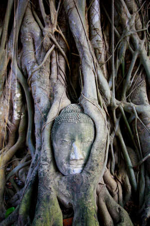 head of buddha statue in tree root Ayutthaya Thailand