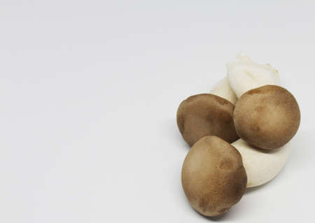mushroom on white backgroundの写真素材