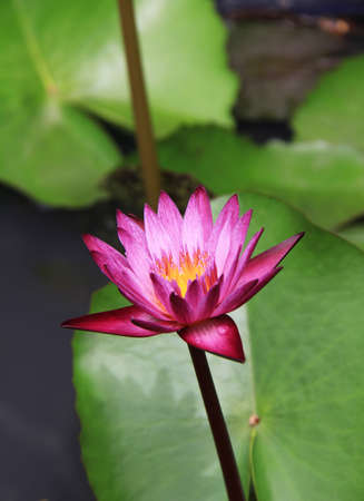 purple lotus in a poundの写真素材