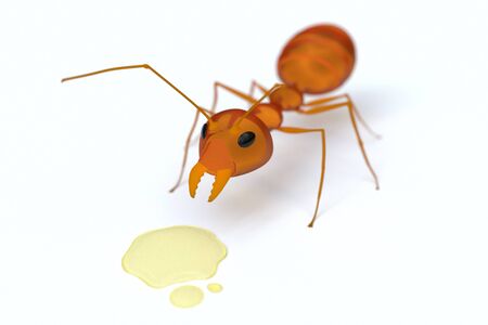 An orange ant with the syrup in the white background.の写真素材
