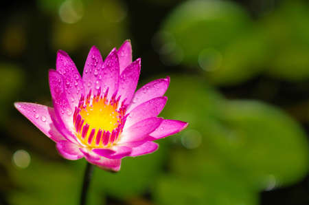 the pink lotus in the nature backgroundの写真素材
