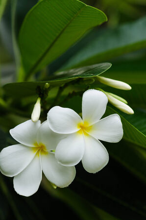 white plameria in gardenの写真素材