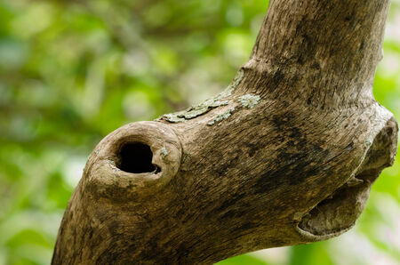 the tree textureの写真素材