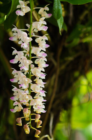 the white orchid in the gardenの写真素材