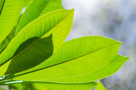 leaf background bannerの写真素材