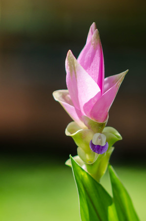 the pink flower in natureの写真素材