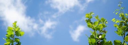 the blue sky bannerの写真素材