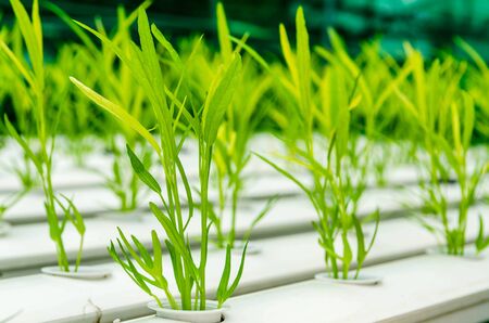 HYDROPHONIC FRESH MORNING GLORY IN FARMの写真素材