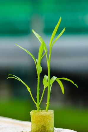 HYDROPHONIC FRESH MORNING GLORY IN FARMの写真素材