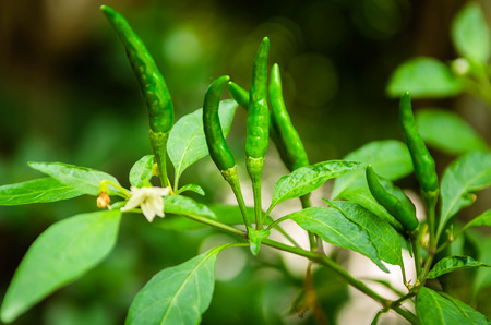 GREEN CHILI PEPPER ON TREEの写真素材