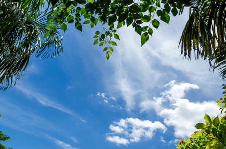 leaf and blue sky backgroundの写真素材