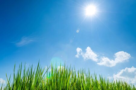 rice field and blue sky with sunの写真素材