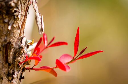 red leaf background in natureの写真素材