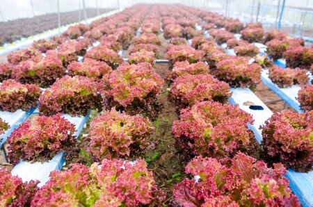 fresh lettuce hydroponic in farmの写真素材