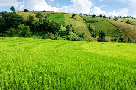 rice field on terraced in natureの写真素材