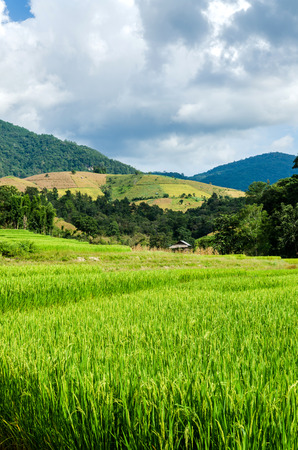 rice field on terraced in natureの写真素材