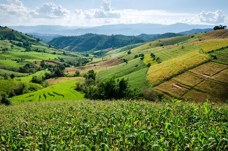 rice field on terraced in natureの写真素材