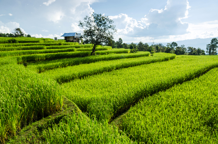 rice field on terraced in natureの写真素材