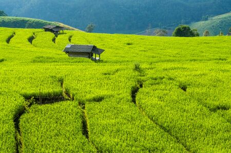 rice field on terraced in natureの写真素材