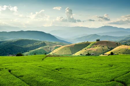 rice field on terraced in nature